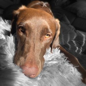 Meet your Posher, Amber